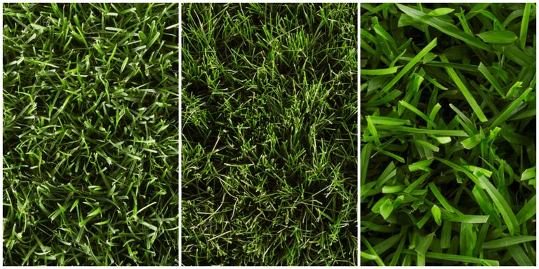 Best Types of Grass - How to Grow Grass Best Grass Seed For Southern Indiana