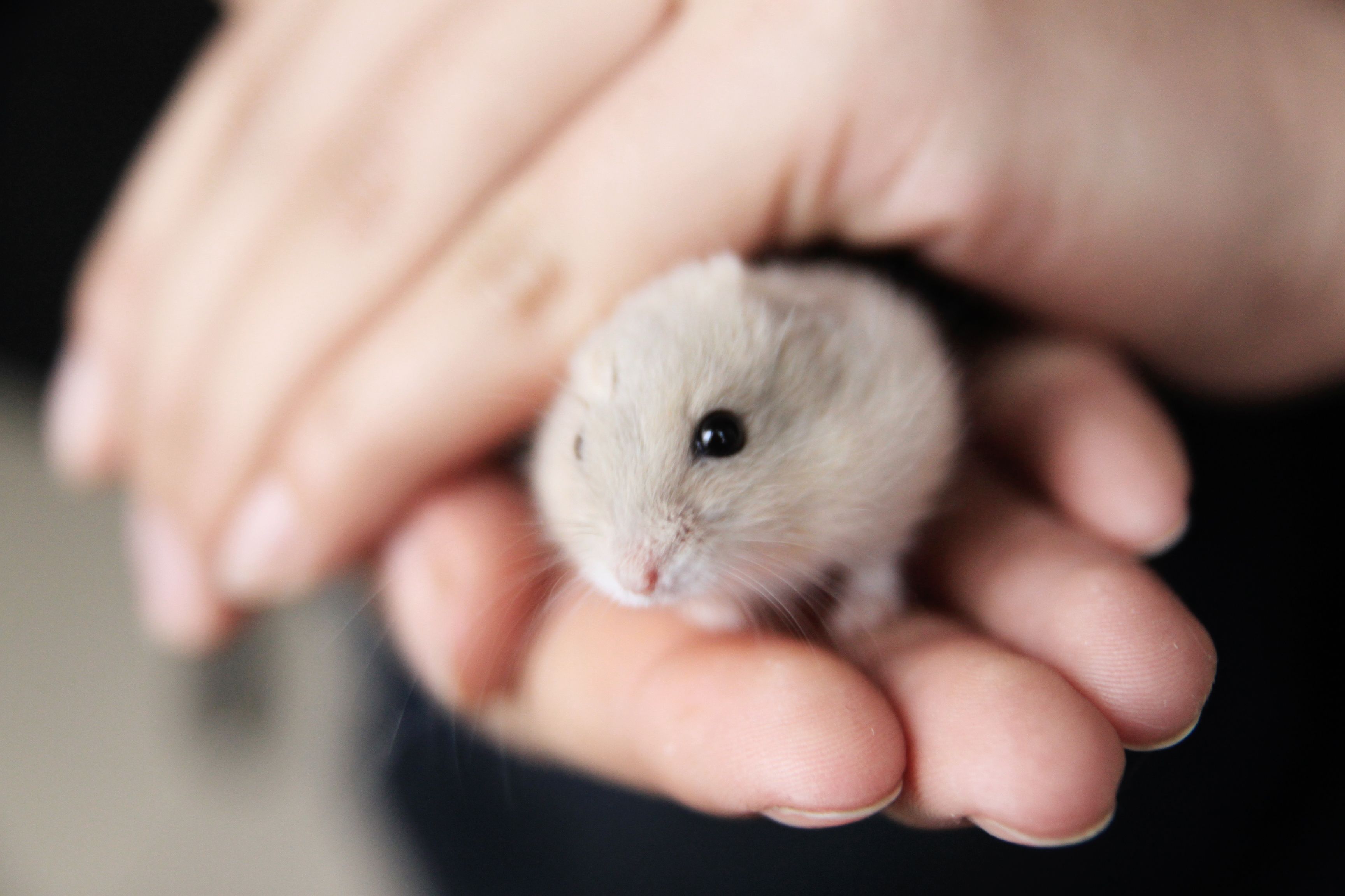 easiest hamster to take care of