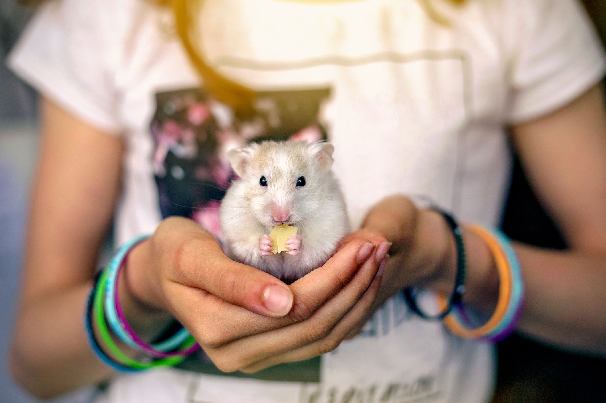 best hamster for kids