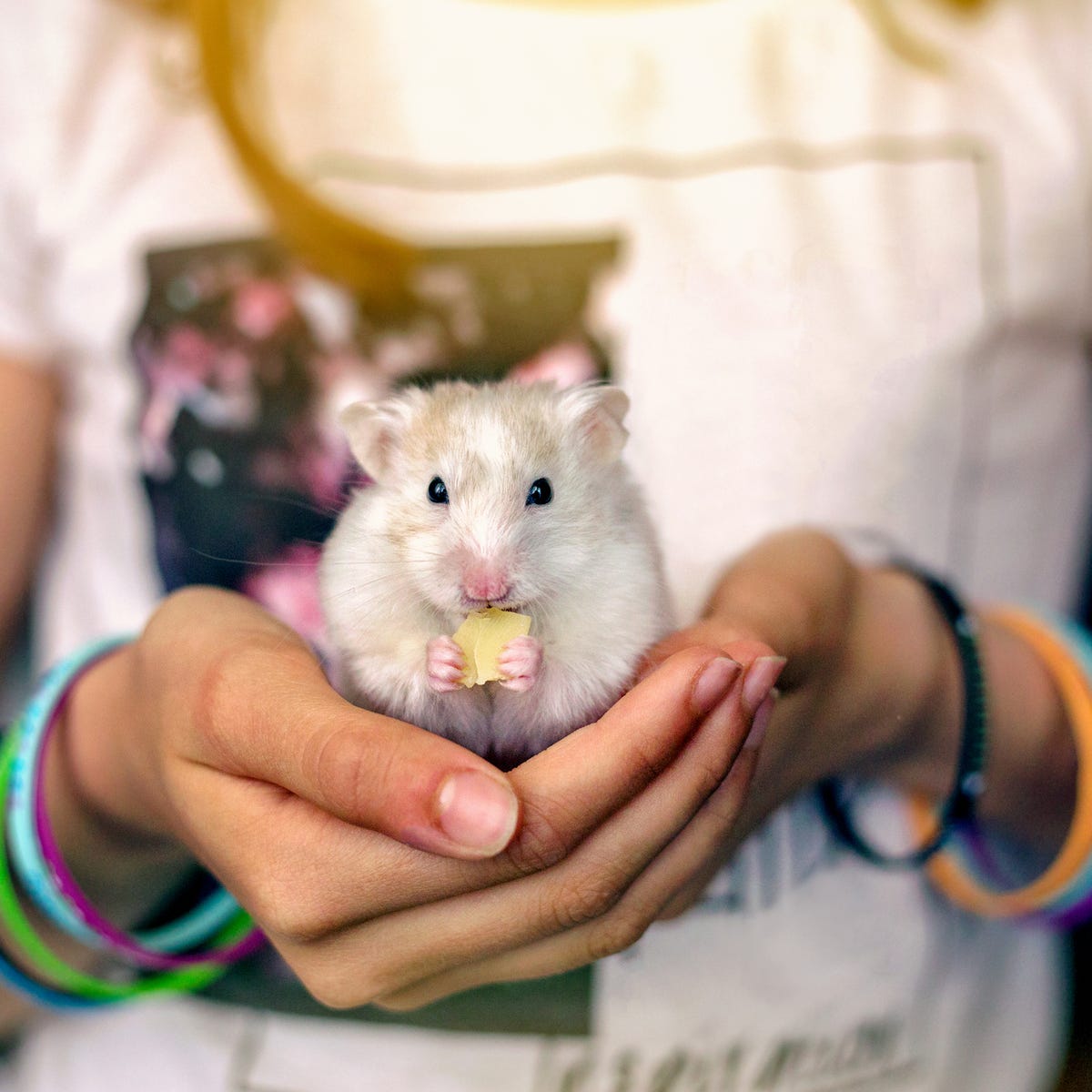 1. Syrian Hamster: The Largest of the Pet Hamsters