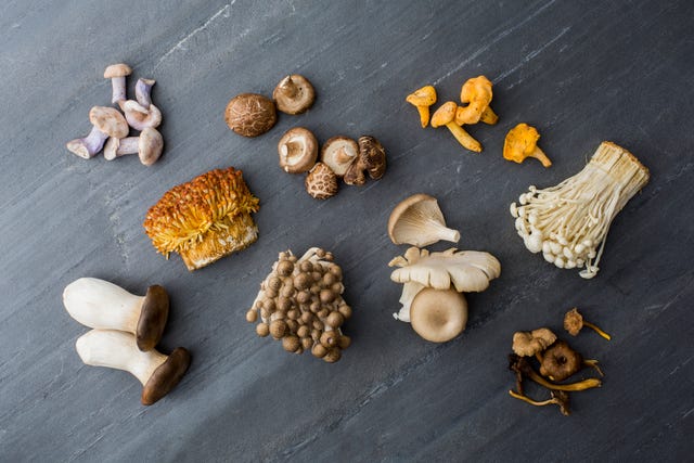 12 Different Types Of Mushrooms Most Common Kinds Of Edible Mushrooms