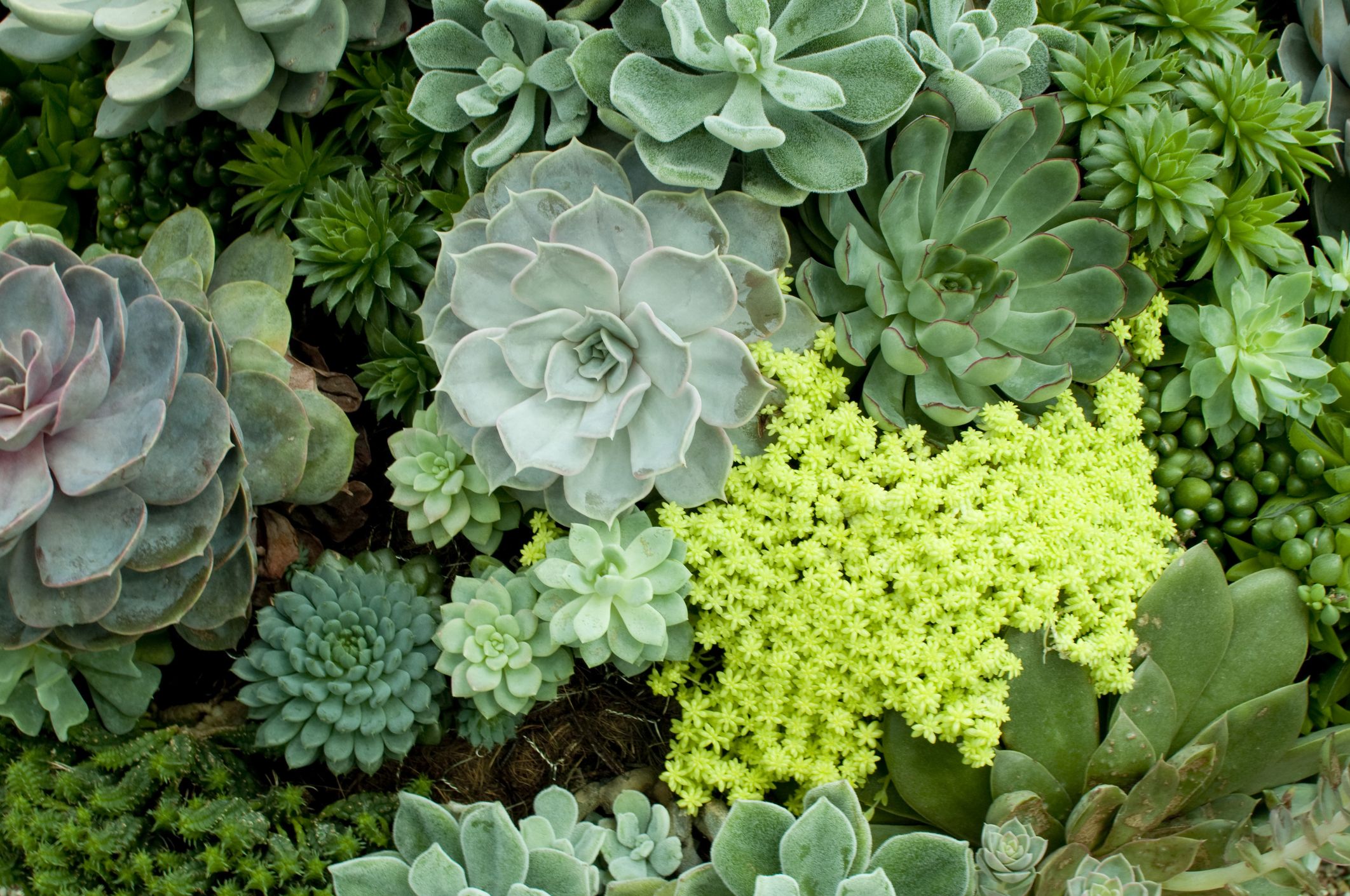 25 Best Succulents Different Interesting Succulents To Grow