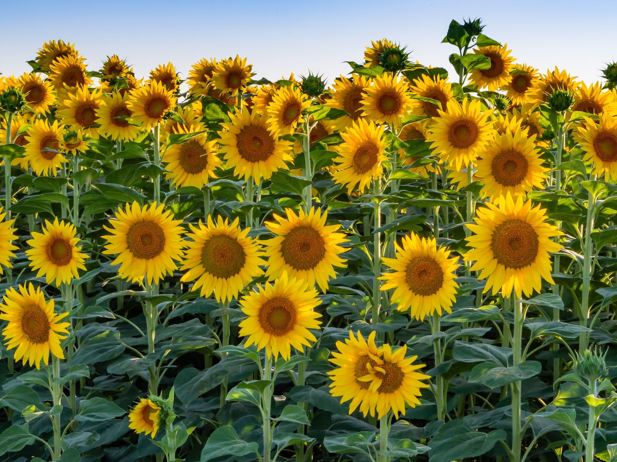 20 Best Types of Sunflowers   Varieties of Sunflowers to Plant