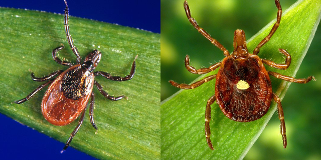 7 Types of Ticks That Transmit Diseases - How to Identify Ticks