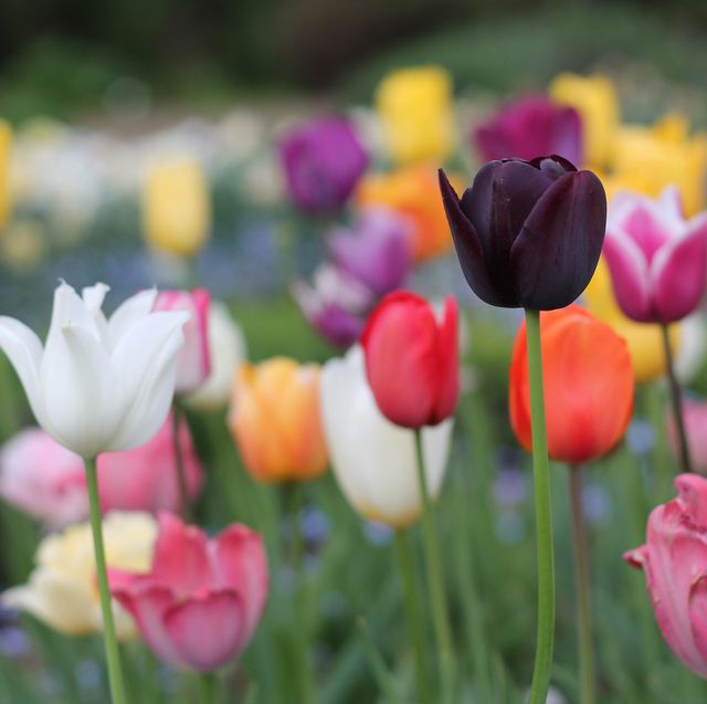 Download 20 Best Types Of Tulips Different Varieties Of Tulips