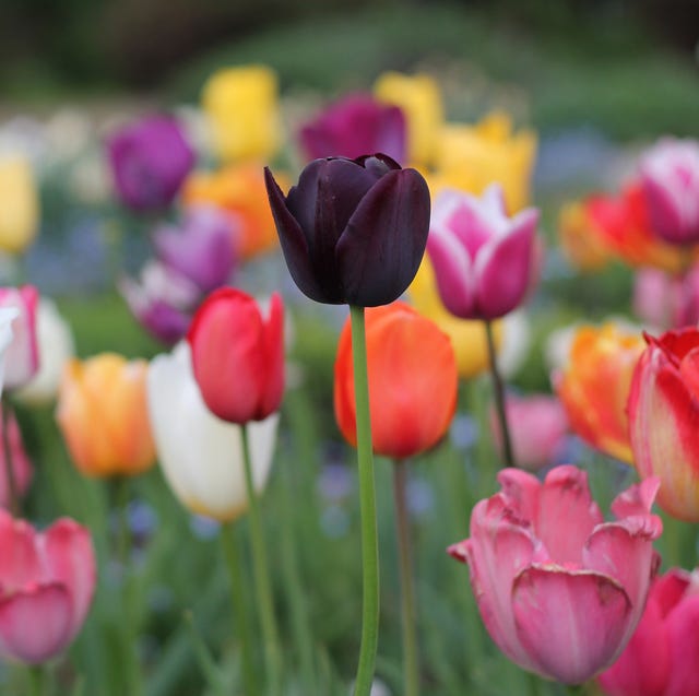 Download 20 Best Types Of Tulips Different Varieties Of Tulips