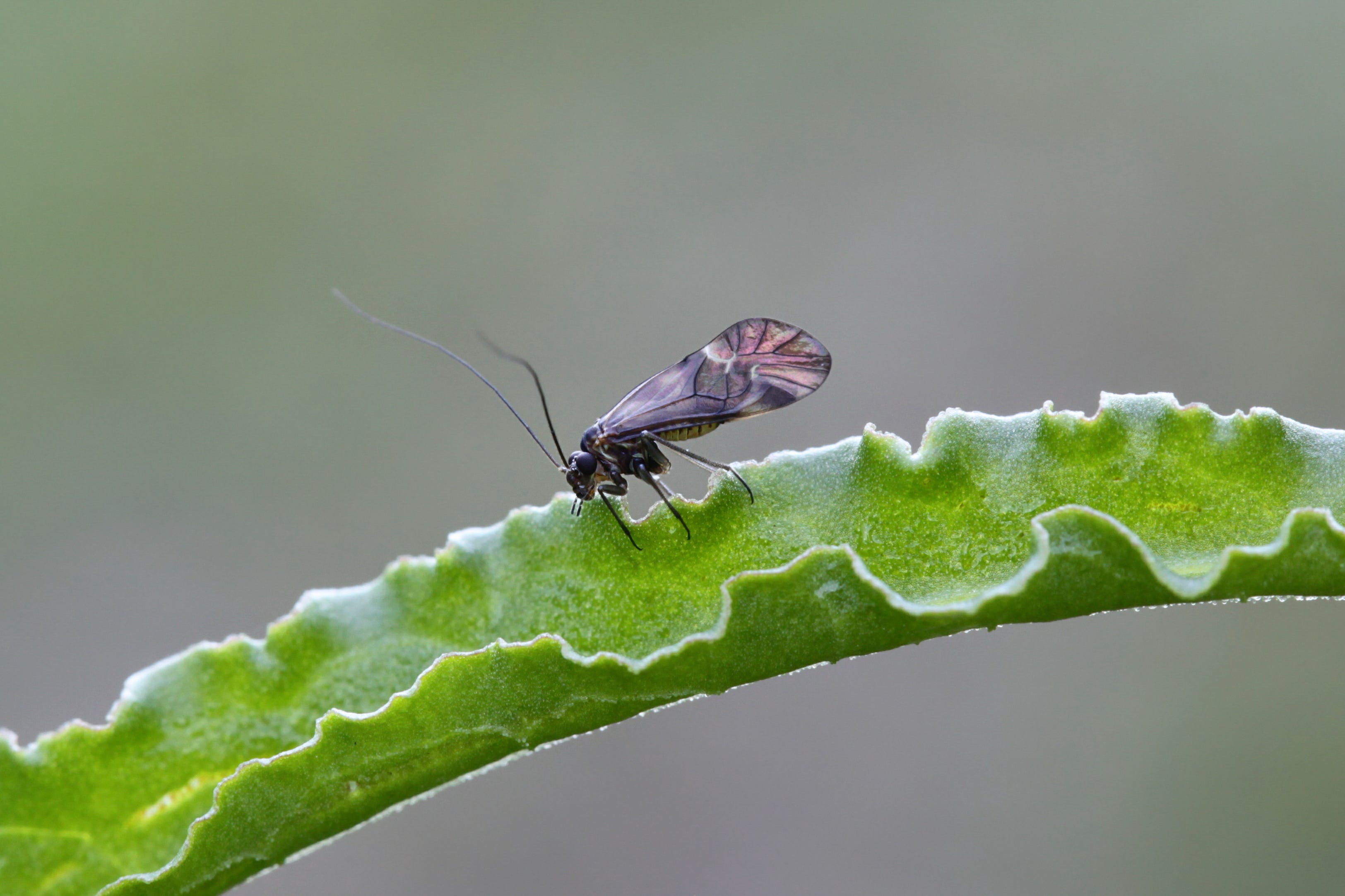 Típico Psocoptera, comumente conhecido como booklice, barklice ou barkfly