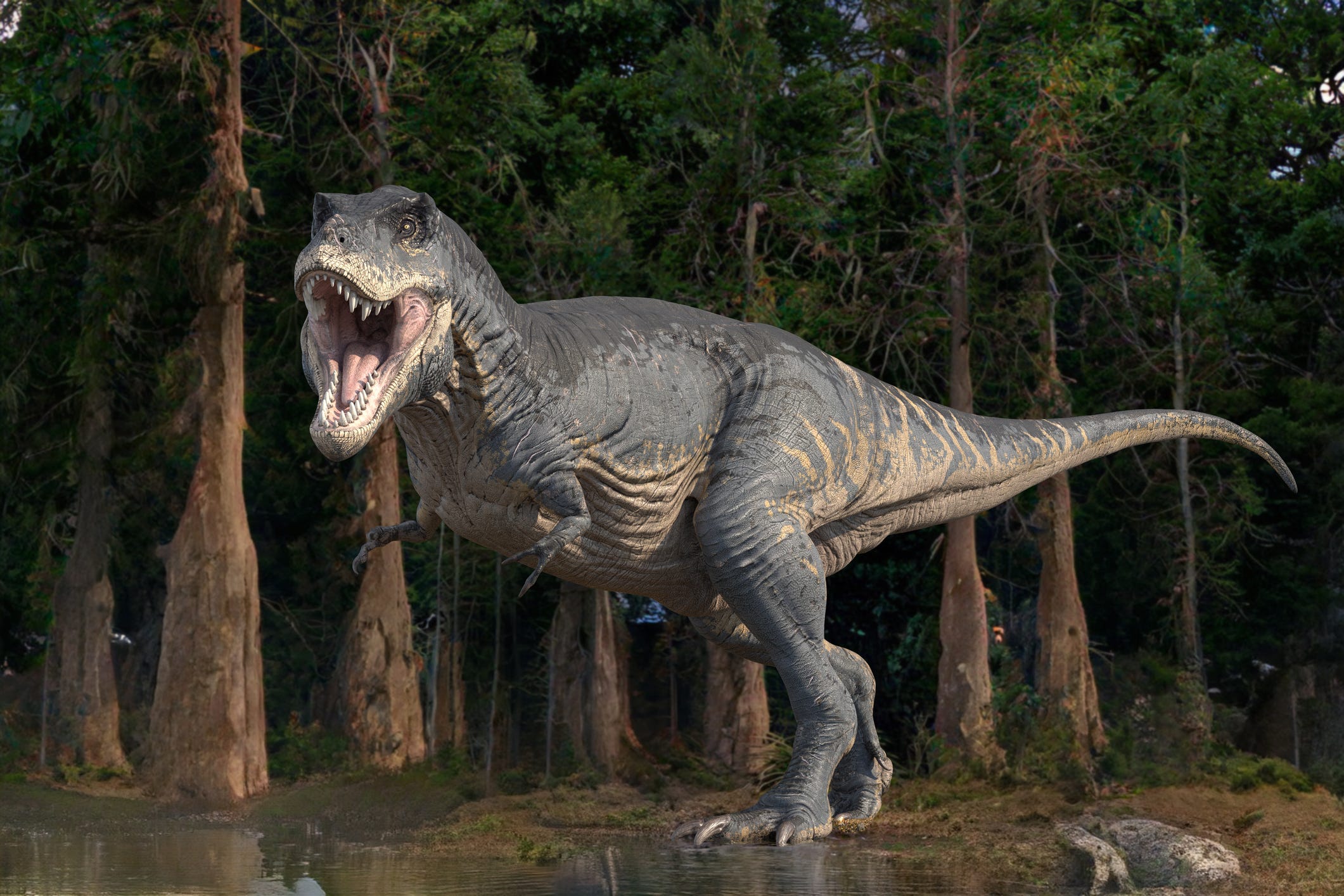 Three Boys Discovered a T. Rex Fossil on a Hike. Soon, It Will Be on Display.