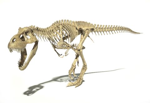 tyrannosaurus rex skeleton, illustration