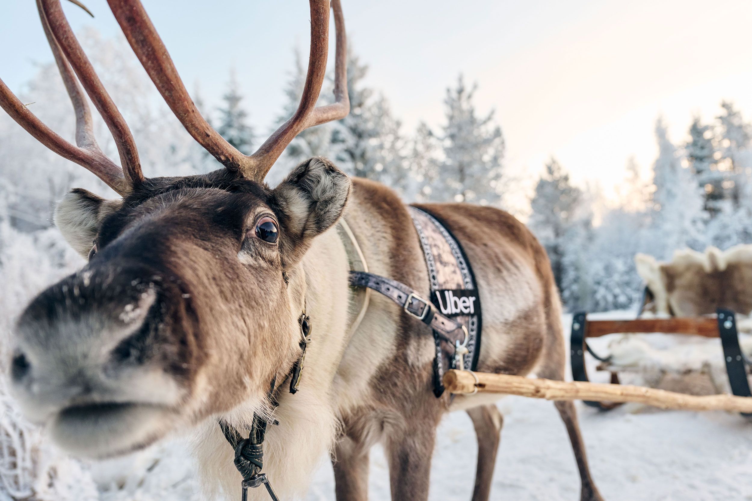 Estallar intervalo Generosidad Viajar a Laponia en diciembre: auroras, Papá Noel y Uber trineo