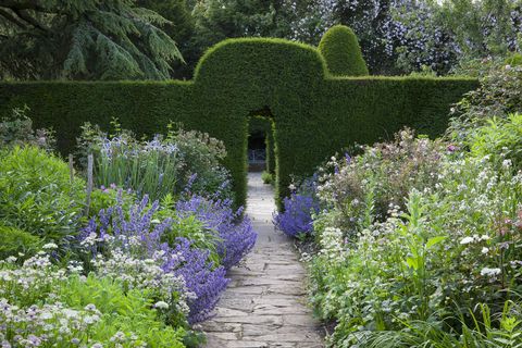 uk gardens   nepeta, astrantia and iris in the old garden at hidcote, gloucestershire, in june view through yew hedge arches to blue seat