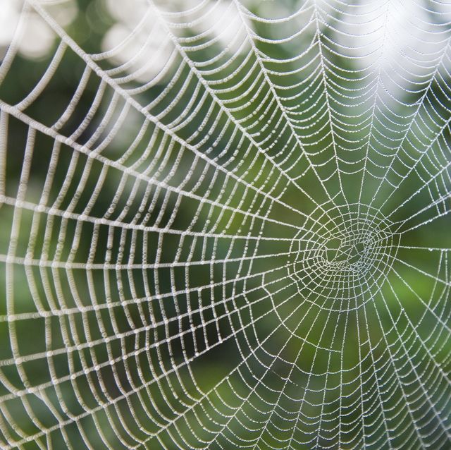 close up of spider web