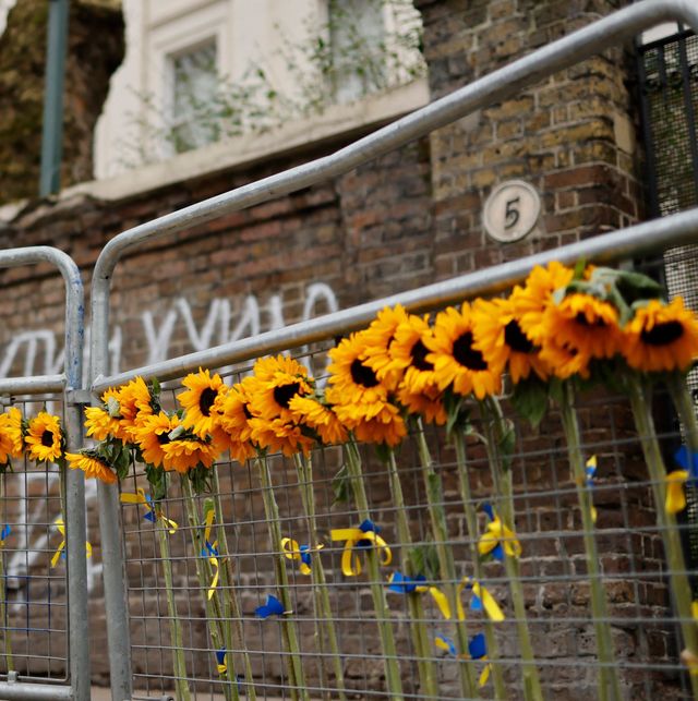 russia ukraine war sunflower becomes symbol of solidarity  peace