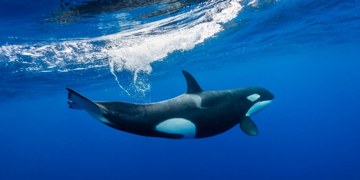 Entertain Your Kids With This Free Virtual Marine Biology Camp