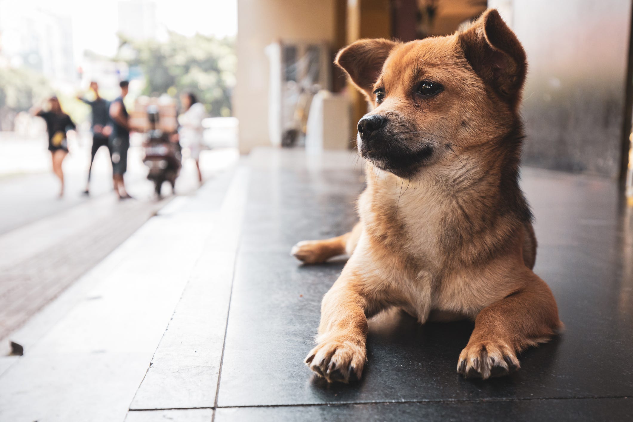 what is a unique name for a dog