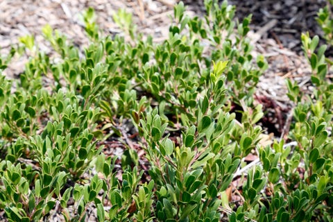 United States. Arizona. Flagstaff area. Typical plant of the region: Bearberry (Arctostaphylos uva-ursi). bearberry