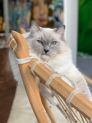 Artist Fischer Cherry’s Tribeca Loft Was Inspired by a Cat
