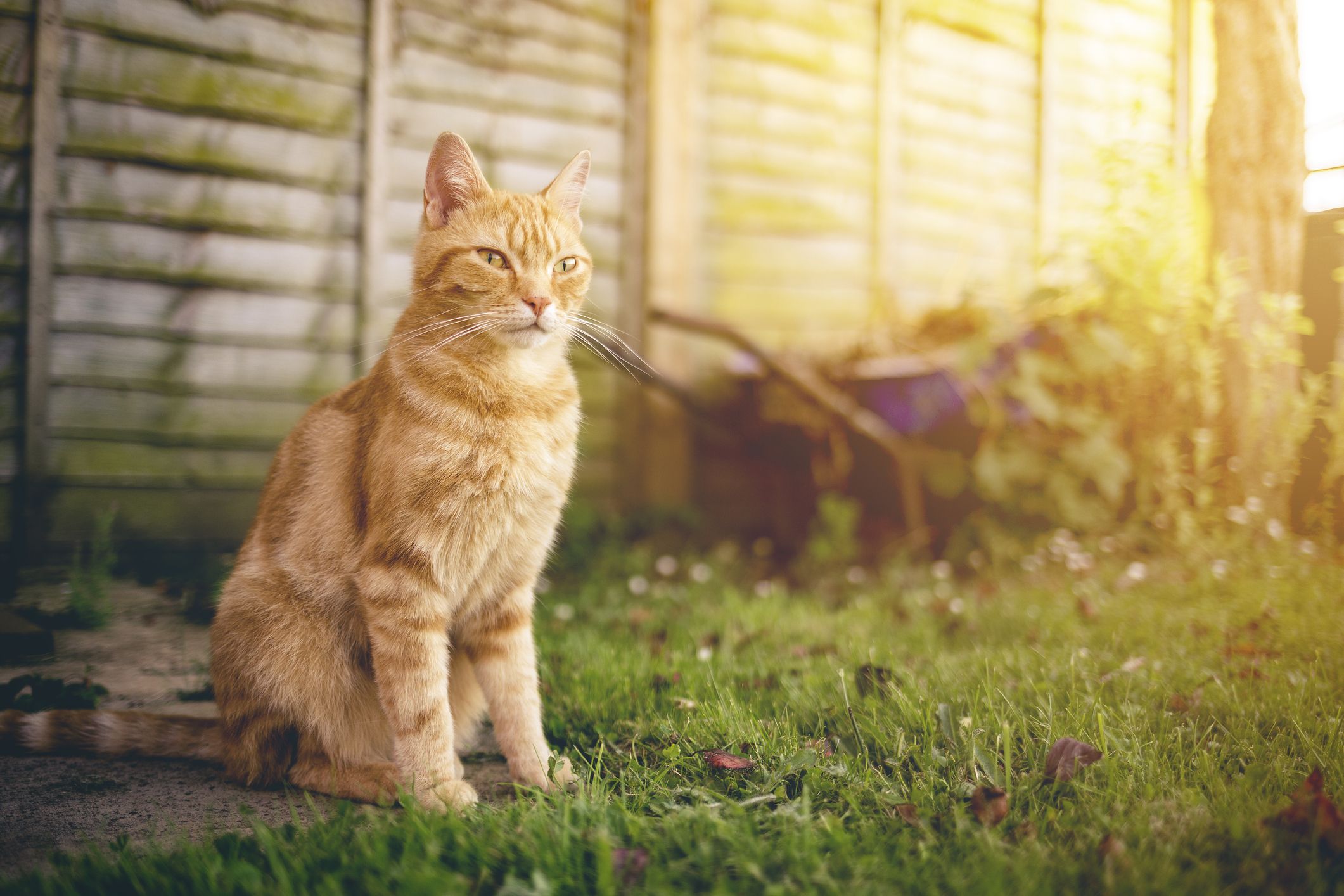 How To Keep Cats Out Of Garden 9 Ways To Deter Cats From Garden