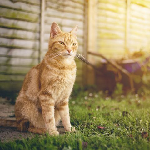 9 ways to keep unwanted cats off the garden