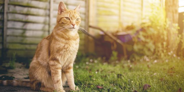 How To Keep Cats Out Of Garden 9 Ways, What Can I Put Around My Garden To Keep Cats Out Of Yard