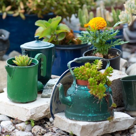 repurposed planter ideas used kettles, pans, old teapots turn into garden flower pots recycled garden design and low waste lifestyle selective focus