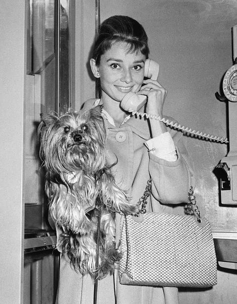 Cute Dog Pictures - Audrey Hepburn's Dog Mr Famous