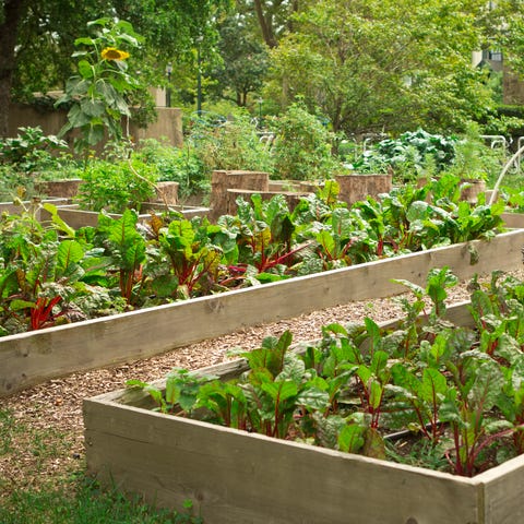 Fall Garden Vegetables Fall Garden Vegetables
