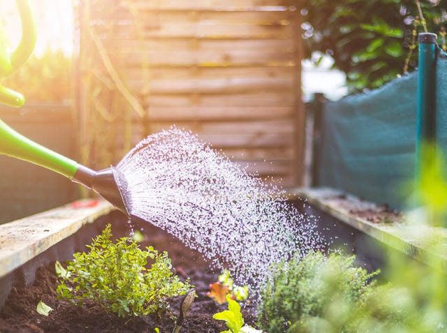 Urban gardening: Watering fresh vegetables and herbs on fruitful soil in the own garden, raised bed. watering vegetables and herbs in raised bed fresh plants and soil