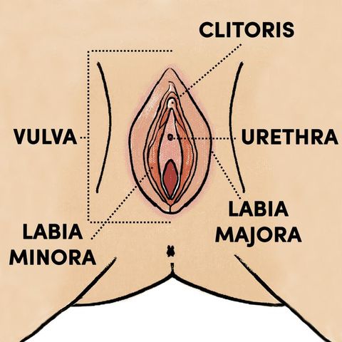 Vaginal Parts And Anatomy Explained Female Sexual Anatomy