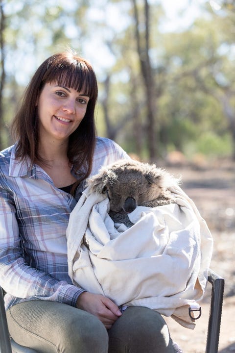 Si no se pone remedio, los koalas se deshidratan image