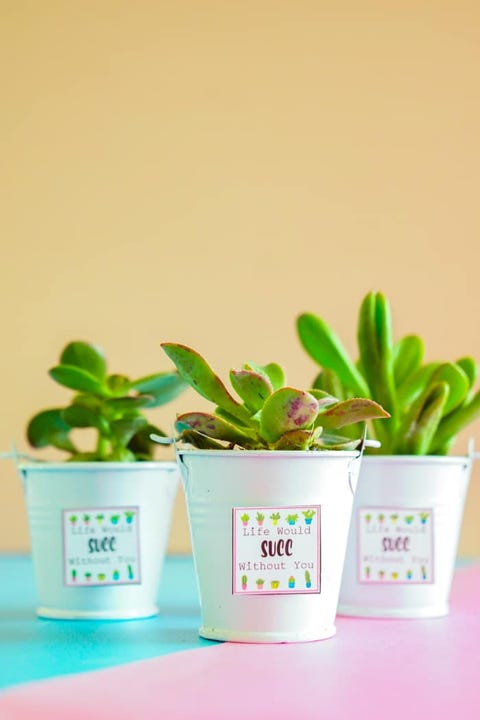 valentine's day succulents