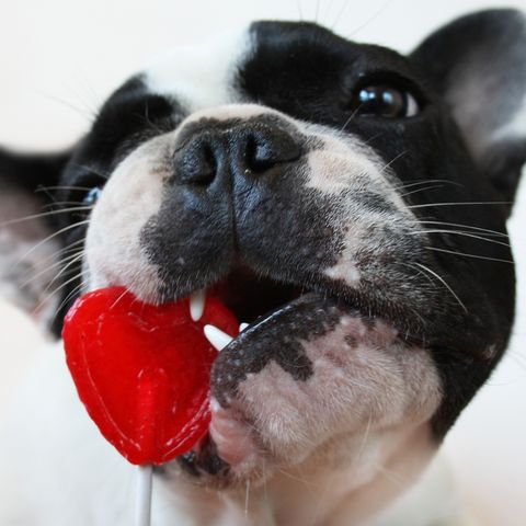 dog with heart shaped sucker in his mouth
