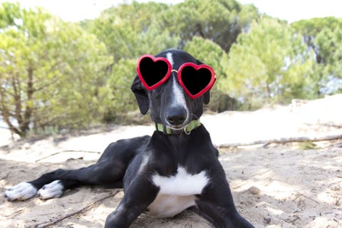 dog wearing heart shaped sunglasses