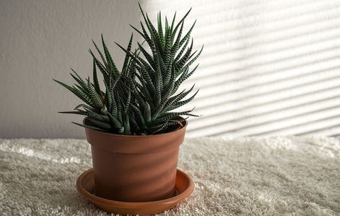 Flowerpot, Houseplant, Plant, Flower, Terrestrial plant, Botany, Aloe, Rosemary, Agave, Succulent plant, 