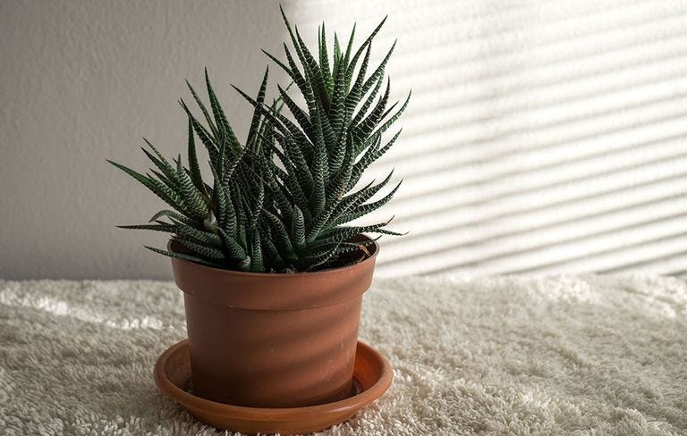 Small Indoor Plants That Don't Need Water