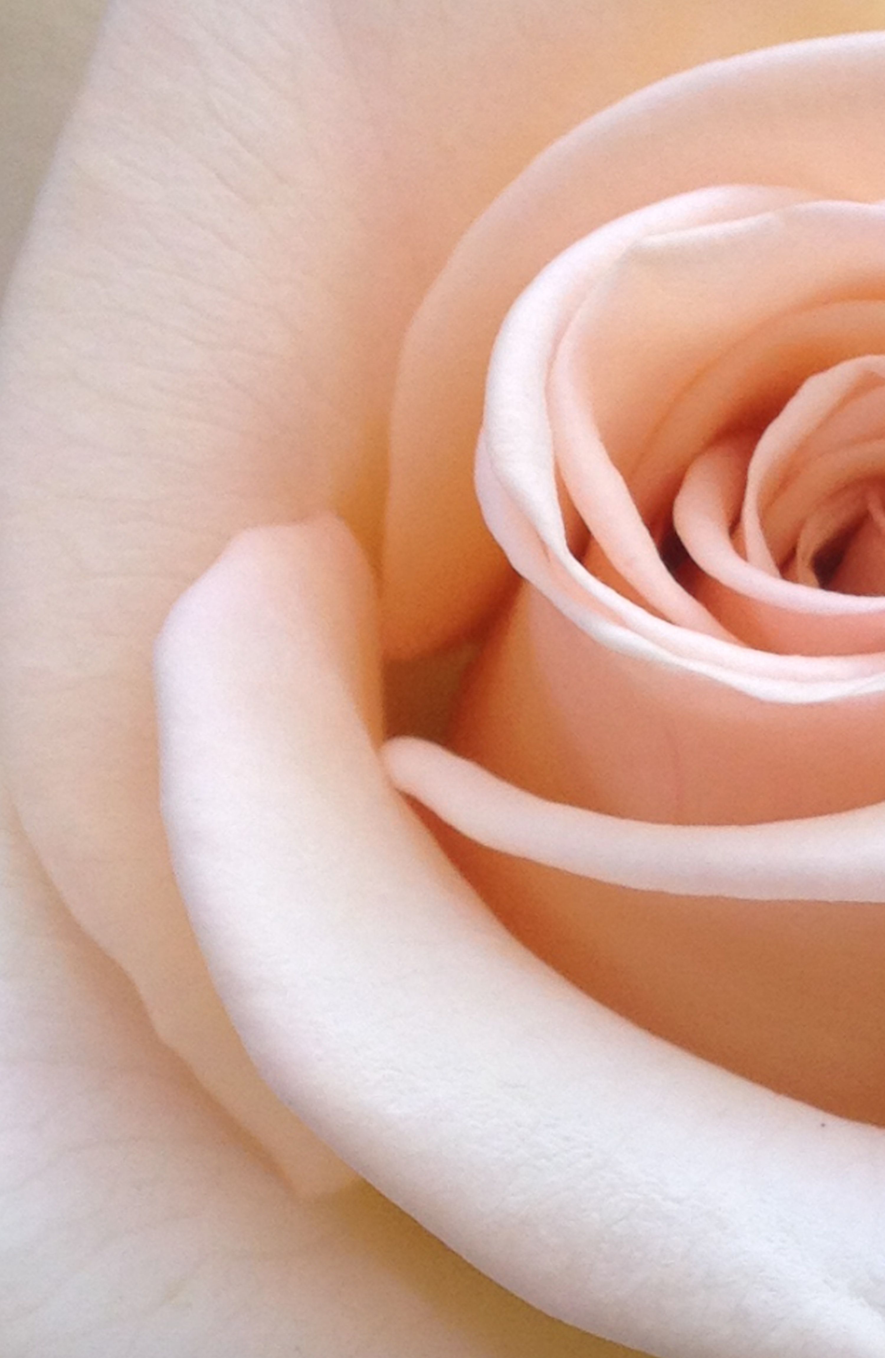 #TheList: dieci profumi alla rosa per questa primavera