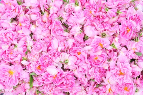 Valley of the roses, Rosa damascena