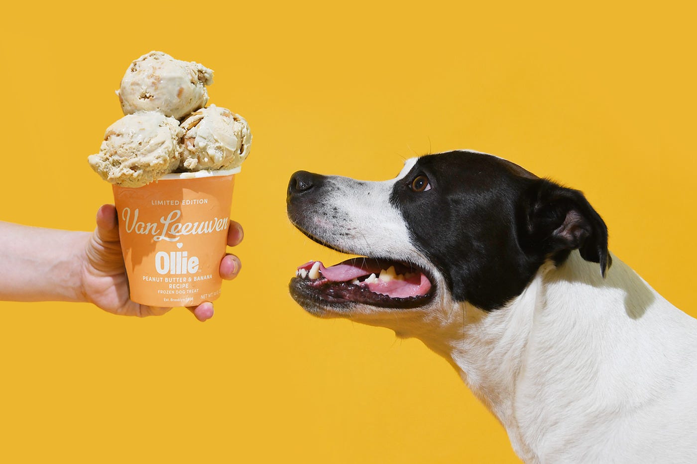 Sorry Humans, Van Leeuwen's New Ice Cream Is Exclusively For Dogs