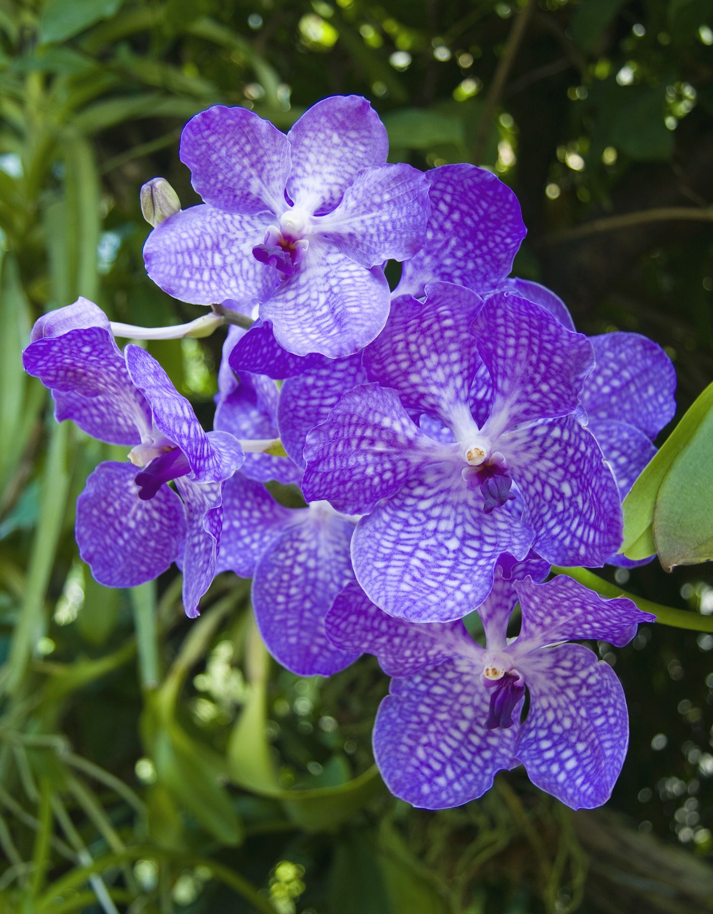 20 Different Types of Orchids   Garden Additions & Houseplants