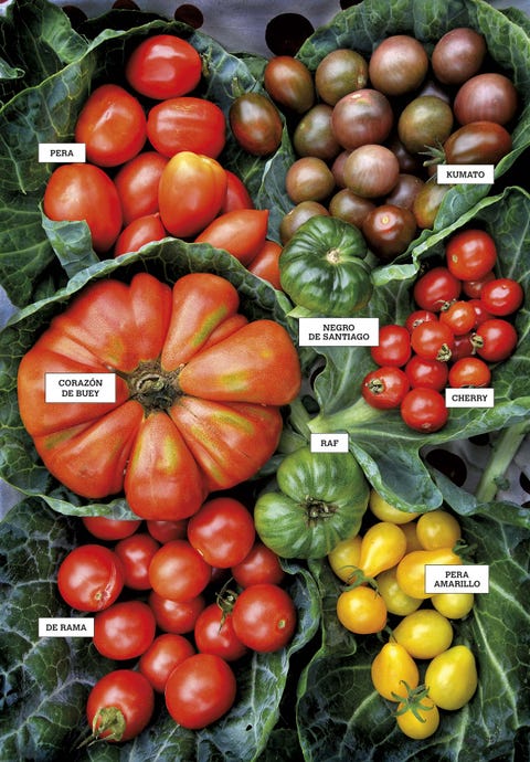 Tomates Variedades Características Y Recetas Alimentos