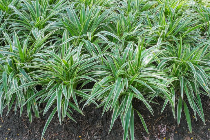 landscaping ground covers