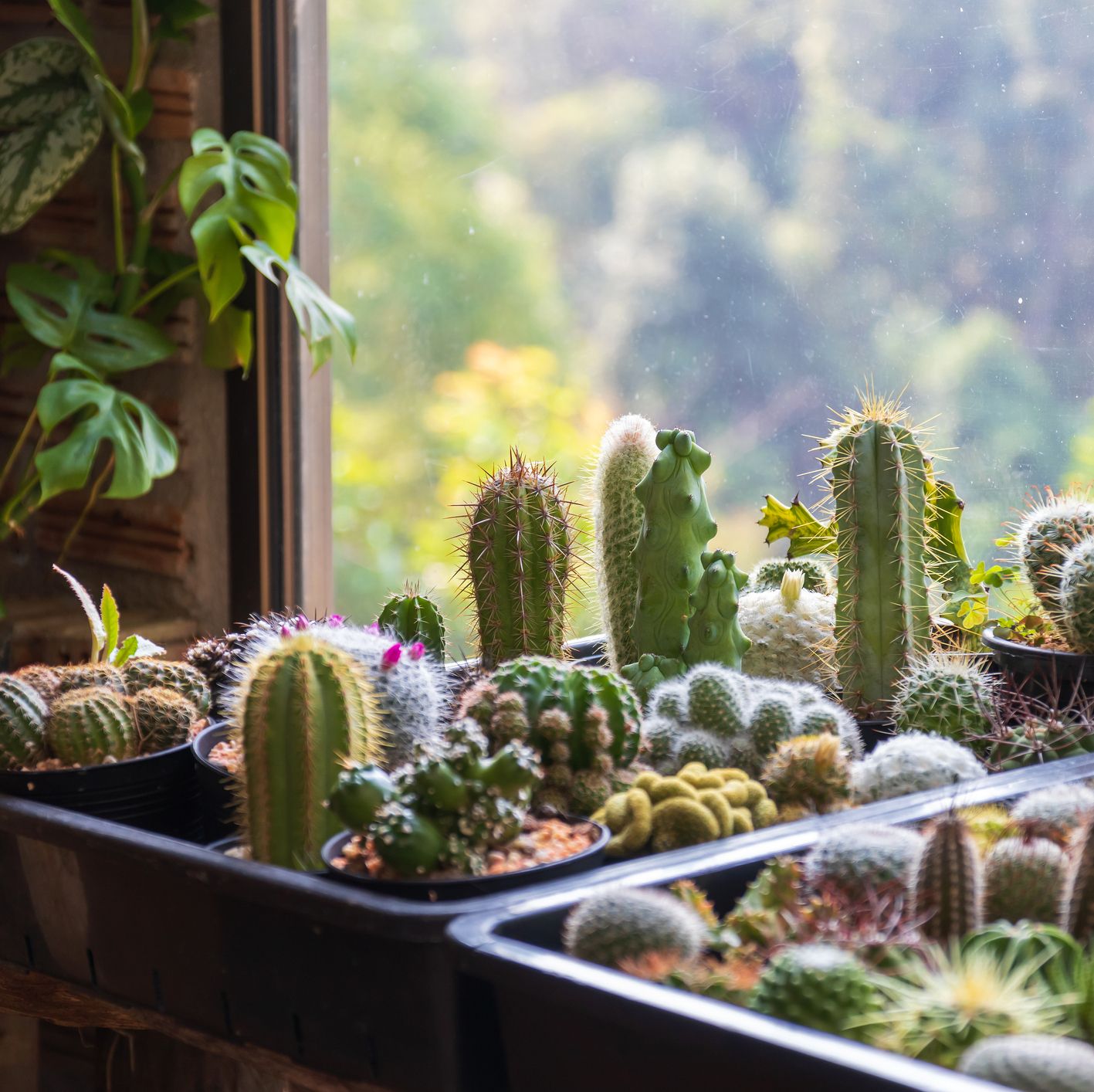 Here's How to Grow Low-Maintenance Cacti at Home