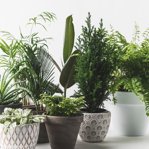 Various beautiful green plants in pots on white