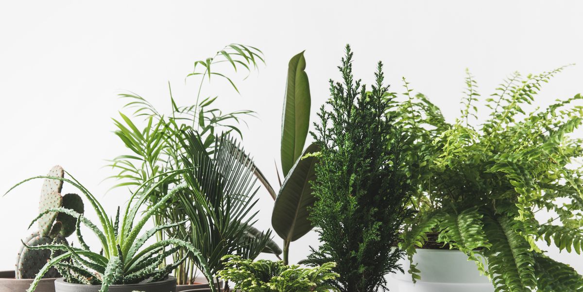 7 Mistakes You're Making With House Plants - Indoor Plant Care