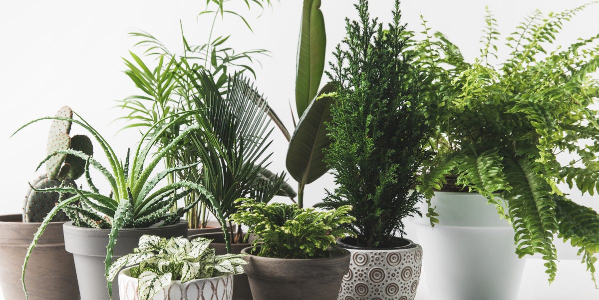 7 Mistakes You're Making With House Plants - Indoor Plant Care