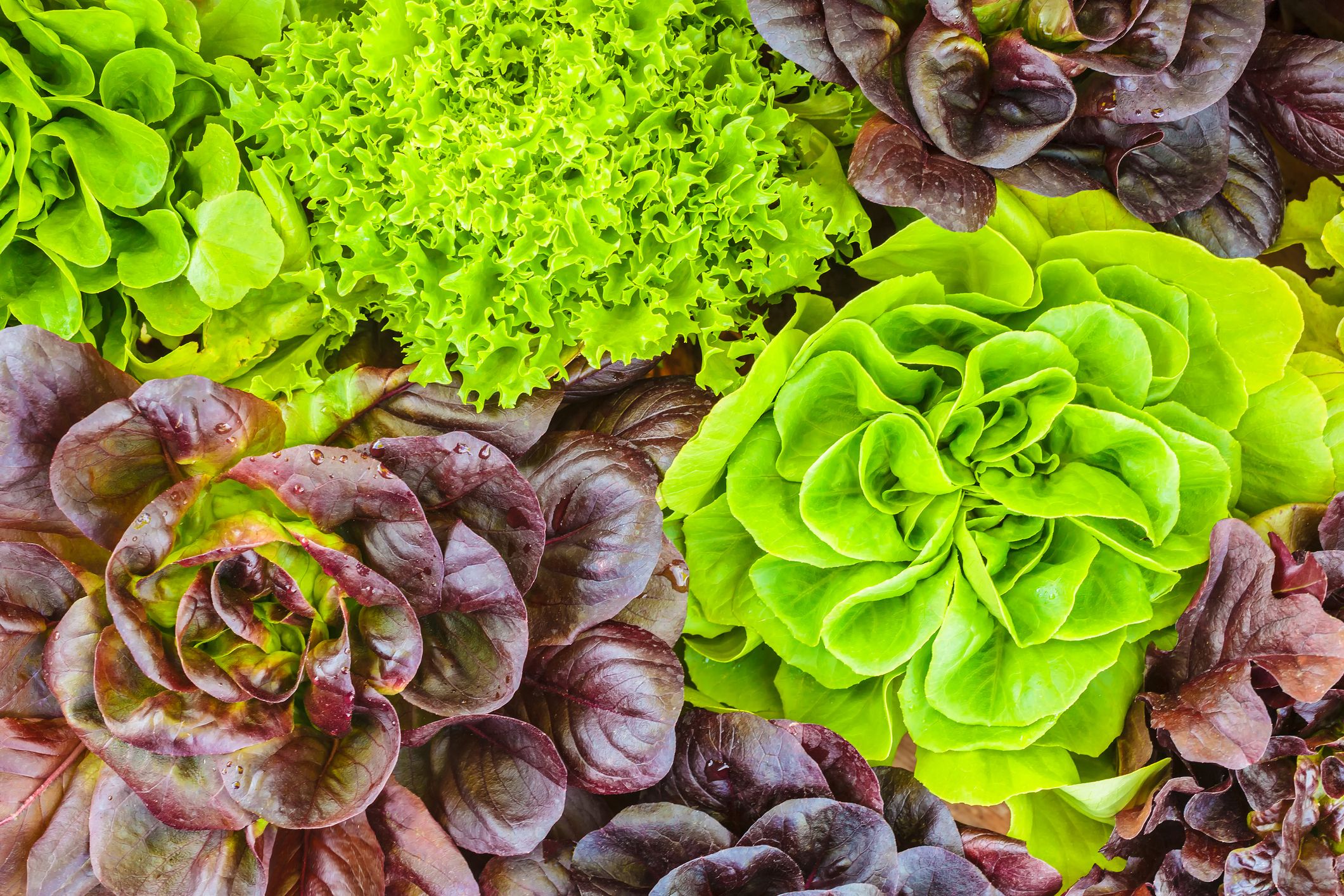 Different Types Of Lettuce Chart