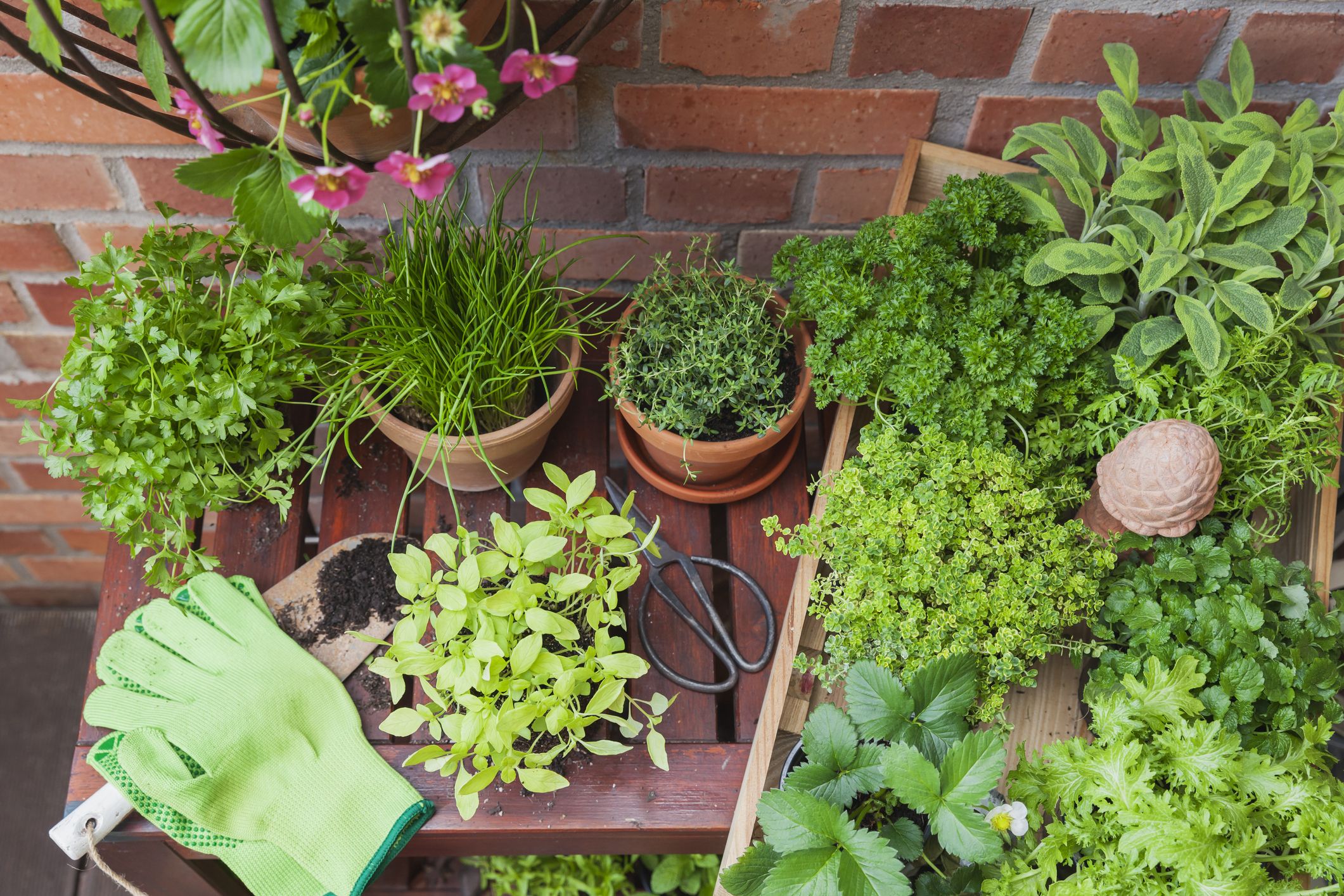 How To Grow Evening Primrose A Triple Duty Plant Gardener S Path