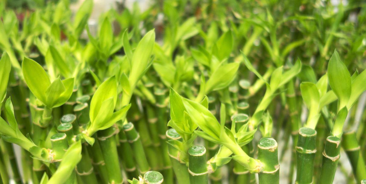 How to Grow Lucky Bamboo 