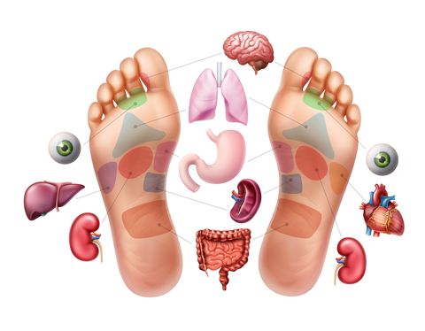 vector illustration of soles of feet with marked by reflexology zones for acupuncture and organs on background