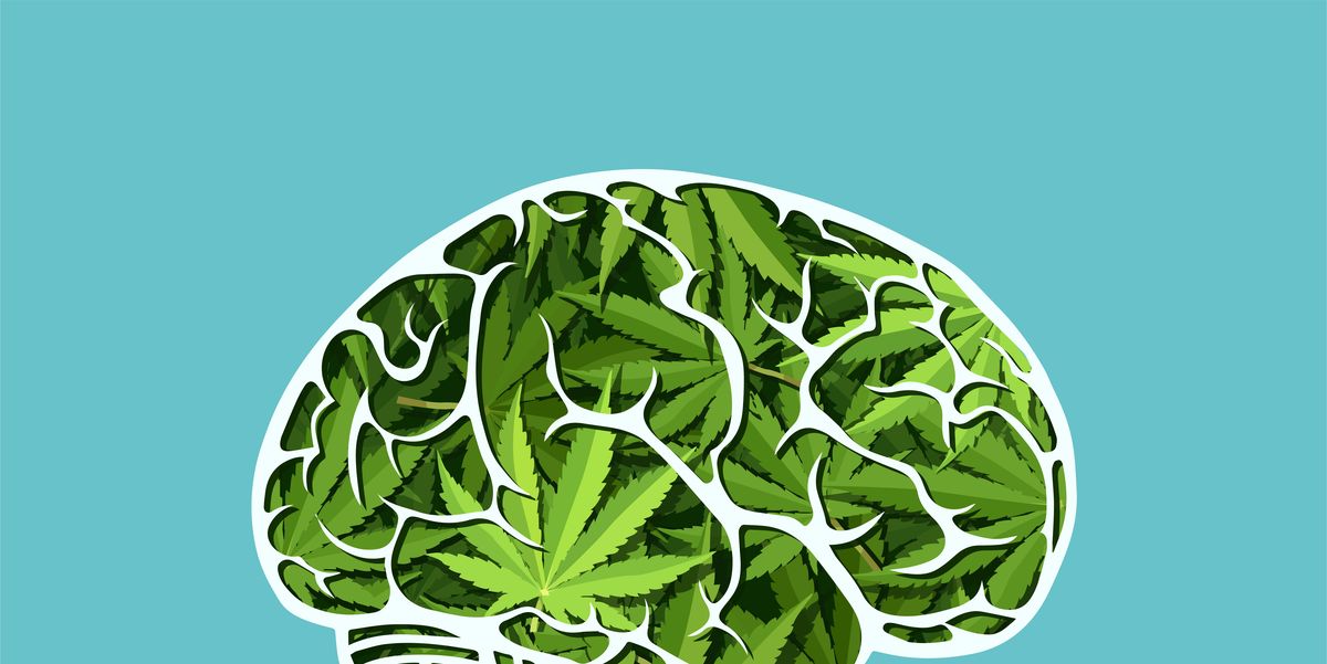 A Neuroscientist Explains How Marijuana Acts on the Brain and Why It's